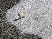 28 Un piccolo orso bianco